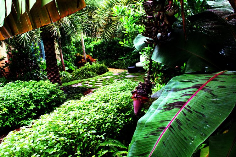 Tropical landscape design