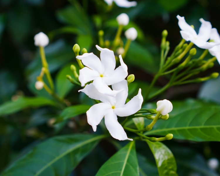 Tropical Shade Plants for Your Florida Garden Top Choices and Care Tips