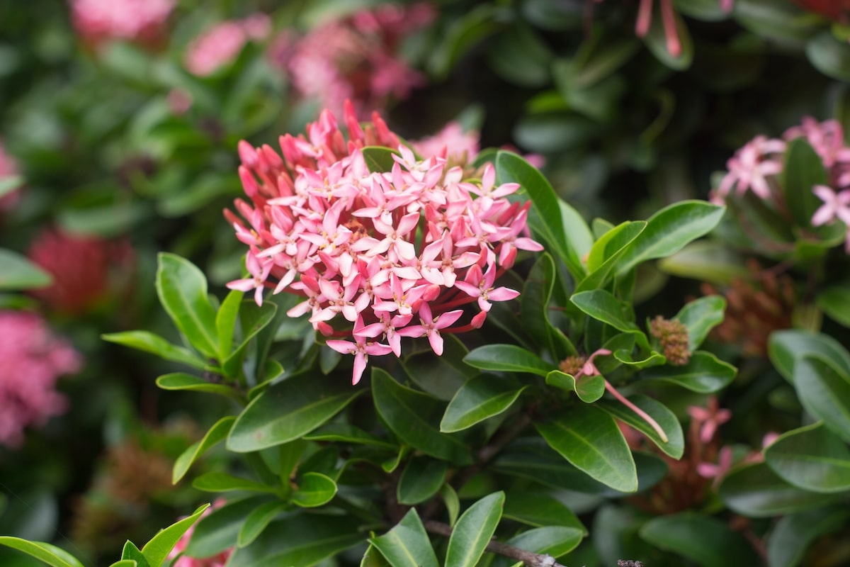 Ixora shrub is one of the best plants to grow in South Florida